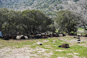 Λέσβος: 3 κρούσματα αφθώδους πυρετού σε πρόβατα και βοοειδή – Προς θανάτωση όλα τα ζώα των εκτροφών