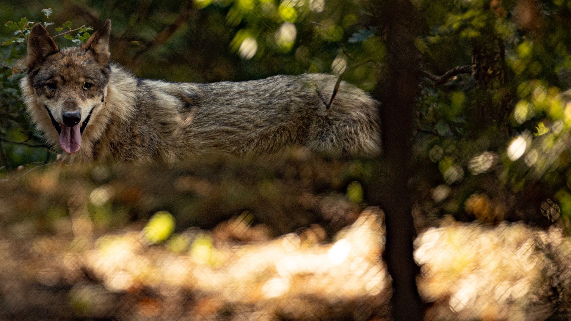 &Eta;&mu;&alpha;&theta;ί&alpha;: &Lambda;ύ&kappa;&omicron;&iota; &kappa;ό&beta;&omicron;&upsilon;&nu; &beta;ό&lambda;&tau;&epsilon;&sigmaf; έ&xi;&omega; &alpha;&pi;ό &sigma;&pi;ί&tau;&iota;&alpha;, &phi;&tau;ά&nu;&omicron;&upsilon;&nu; &alpha;&kappa;ό&mu;&alpha; &kappa;&alpha;&iota; &mu;έ&sigma;&alpha; &sigma;&tau;&eta;&nu; &Alpha;&lambda;&epsilon;&xi;ά&nu;&delta;&rho;&epsilon;&iota;&alpha;