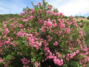 Ο… πόλεμος της πικροδάφνης