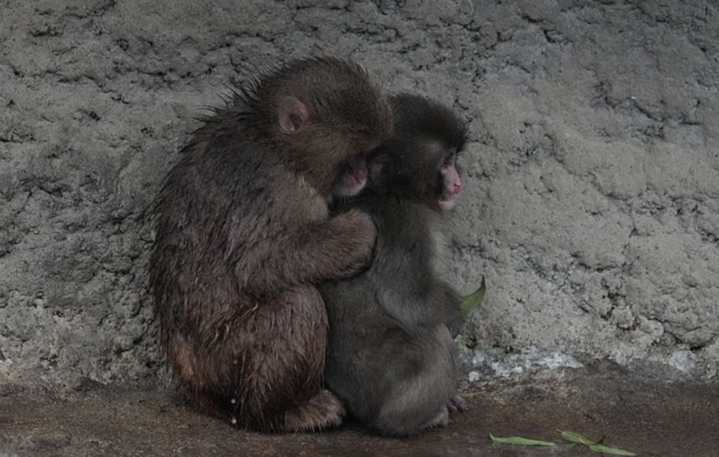 Ο μικρός πίθηκος Punch βρήκε τον έρωτα – Οι viral εικόνες που κάνουν τον γύρο του κόσμου
