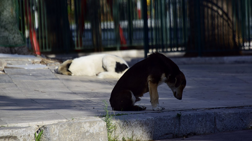 Πυλαία: Μητέρα και κόρη δέχτηκαν επίθεση από αγέλη σκύλων κοντά σε σχολείο