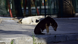 Πυλαία: Μητέρα και κόρη δέχτηκαν επίθεση από αγέλη σκύλων κοντά σε σχολείο