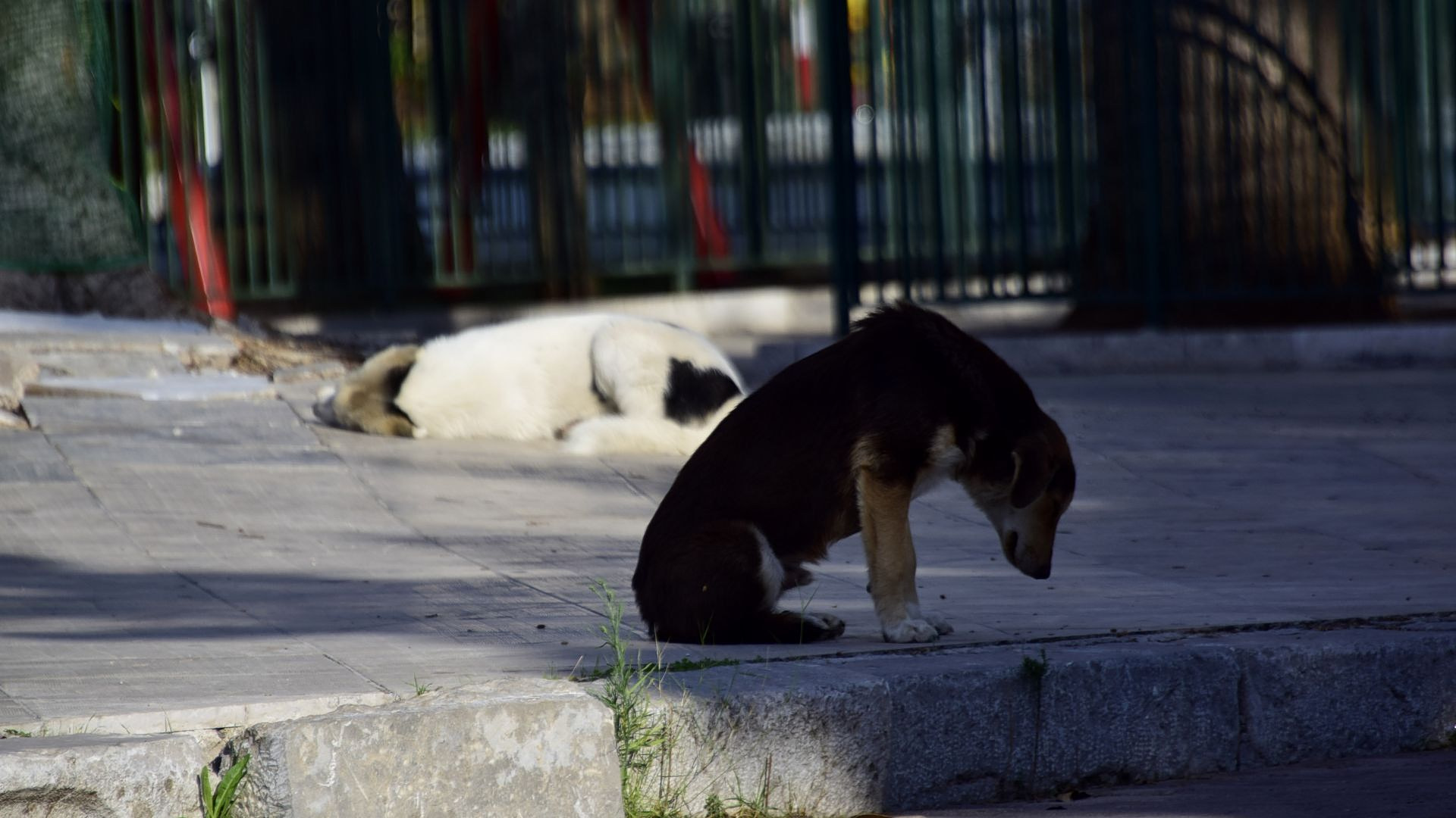 &Pi;&upsilon;&lambda;&alpha;ί&alpha;: &Mu;&eta;&tau;έ&rho;&alpha; &kappa;&alpha;&iota; &kappa;ό&rho;&eta; &delta;έ&chi;&tau;&eta;&kappa;&alpha;&nu; &epsilon;&pi;ί&theta;&epsilon;&sigma;&eta; &alpha;&pi;ό &alpha;&gamma;έ&lambda;&eta; &sigma;&kappa;ύ&lambda;&omega;&nu; &kappa;&omicron;&nu;&tau;ά &sigma;&epsilon; &sigma;&chi;&omicron;&lambda;&epsilon;ί&omicron;