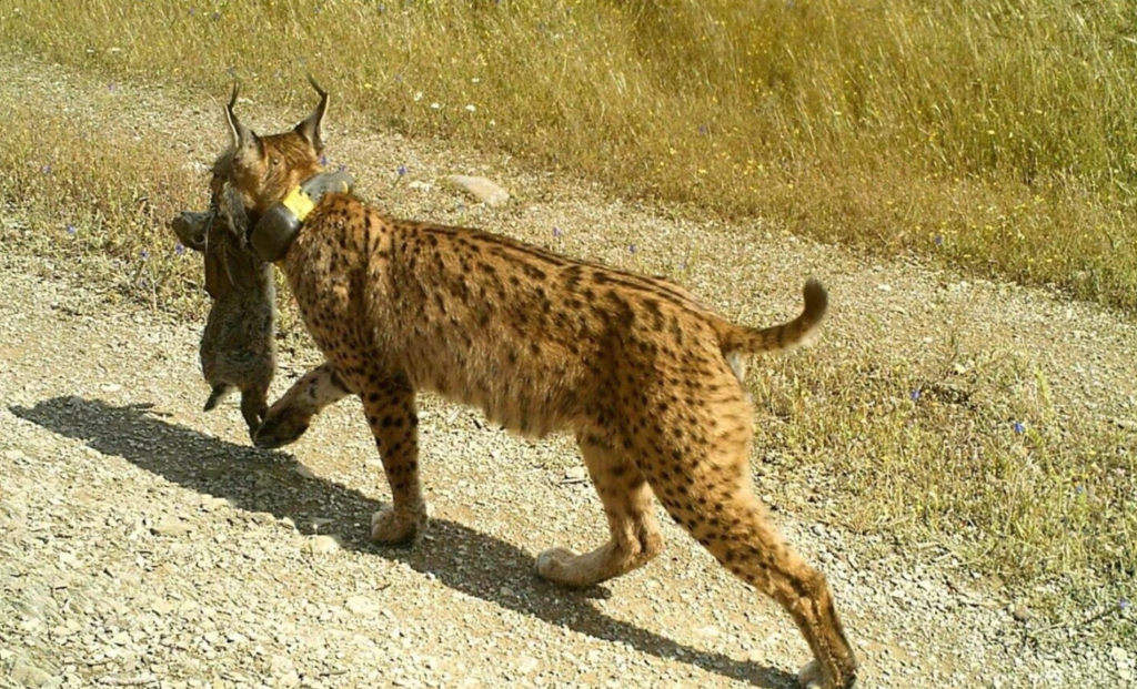 Αναστήθηκε μετά από 40 χρόνια: Η επιστροφή του σπάνιου αιλουροειδούς που αλλάζει τα πάντα