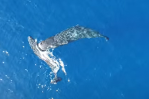 Αποκαλυπτικό ντοκουμέντο: Φάλαινες ανταλλάσσουν κουτουλιές και μονομαχούν – Ο θρύλος του Moby Dick έγινε αλήθεια