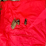 ΓΑΔΑ: Σε τάπερ σε άλσος της Ακρόπολης υποστηρίζει ότι βρήκε τις χειροβομβίδες ο Σουδανός