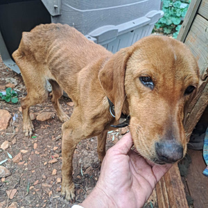 Το μικροτσίπ «μίλησε»: Σκυλί σε κατάσταση ασιτίας οδηγεί στον ιδιοκτήτη – Πλέον το λόγο έχει η Δικαιοσύνη