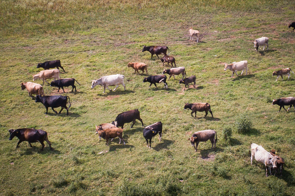 Αφθώδης πυρετός σε εκτροφή βοοειδών στη Λέσβο – Άμεση εφαρμογή μέτρων περιορισμού και εκρίζωσης της νόσου