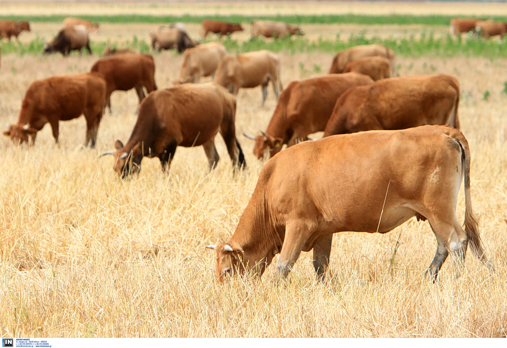 Θετικά στον αφθώδη πυρετό δείγματα από μονάδα βοοειδών στην Πελόπη της Λέσβου
