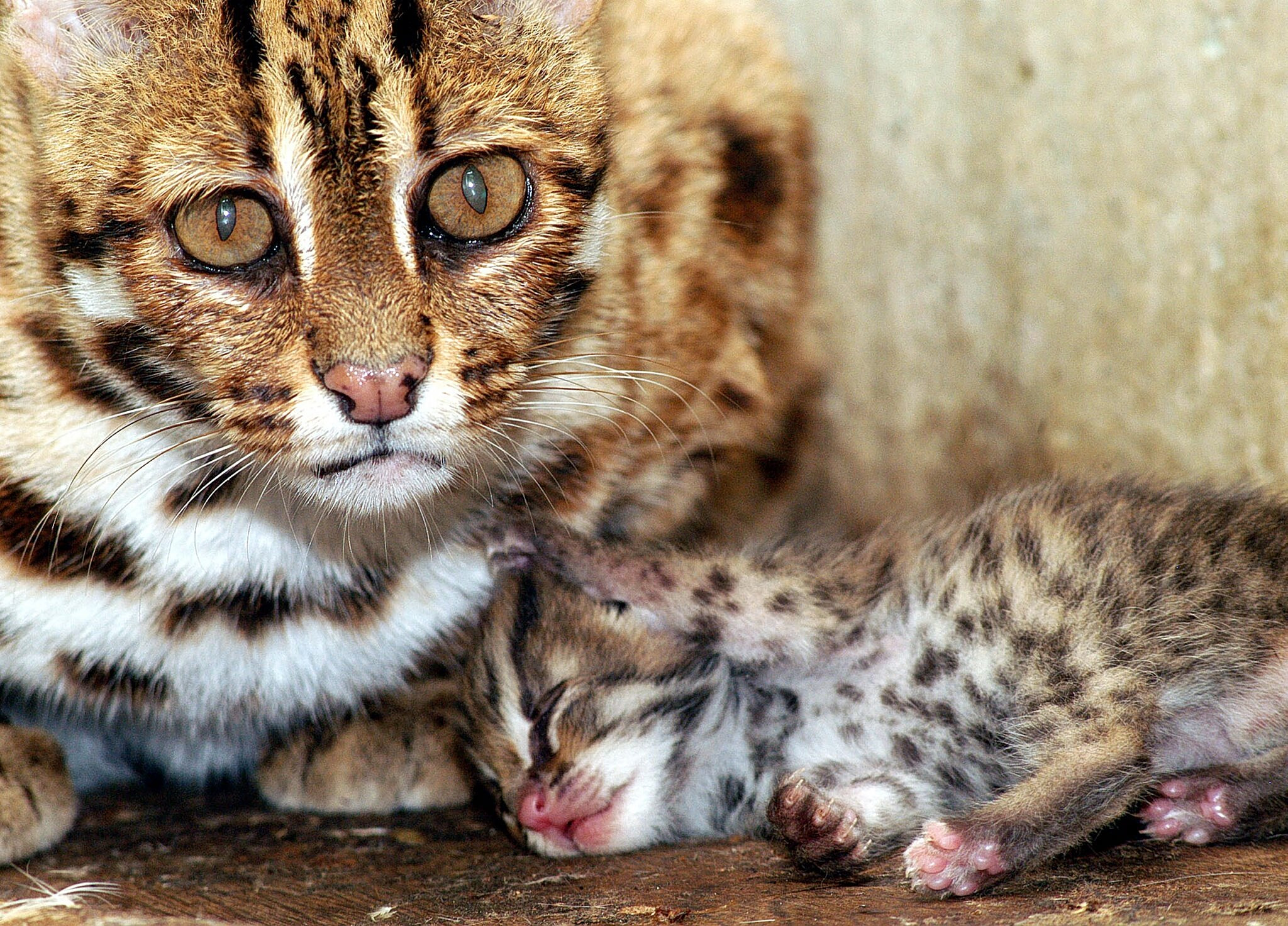 &Omicron;&iota; &alpha;&gamma;&rho;&iota;ό&gamma;&alpha;&tau;&epsilon;&sigmaf; &epsilon;&pi;&iota;&sigma;&tau;&rho;έ&phi;&omicron;&upsilon;&nu; &ndash; Έ&nu;&alpha; &alpha;&pi;ό &tau;&alpha; &pi;&iota;&omicron; &sigma;&pi;ά&nu;&iota;&alpha; &theta;&eta;&lambda;&alpha;&sigma;&tau;&iota;&kappa;ά &tau;&eta;&sigmaf; &Beta;&rho;&epsilon;&tau;&alpha;&nu;ί&alpha;