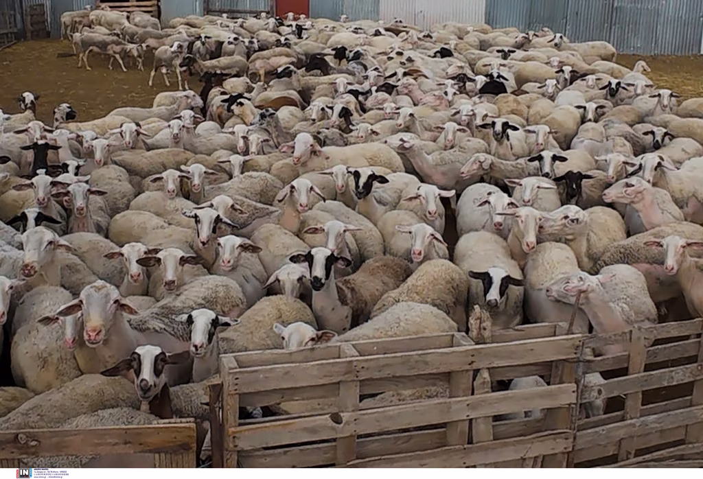 Ιθάκη: Εντοπίστηκε το πρώτο κρούσμα ευλογιάς των αιγοπροβάτων