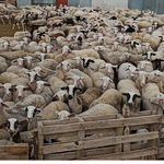 Σε απόγνωση οι κτηνοτρόφοι στη Λέσβο – Έμειναν άσφαχτα εξαιτίας του αφθώδους πυρετού 70.000 αρνιά και κατσίκια