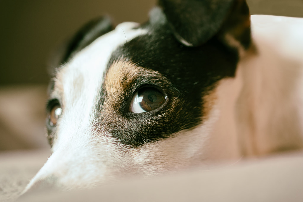 Ακύρωσαν το πρόστιμο για τον απαγχονισμό σκύλου – Το μήνυμα της απόφασης σοκάρει