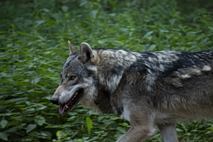 Ευθανασία ολόκληρης αγέλης λύκων στη Βρετανία – Τα ζώα στράφηκαν το ένα εναντίον του άλλου