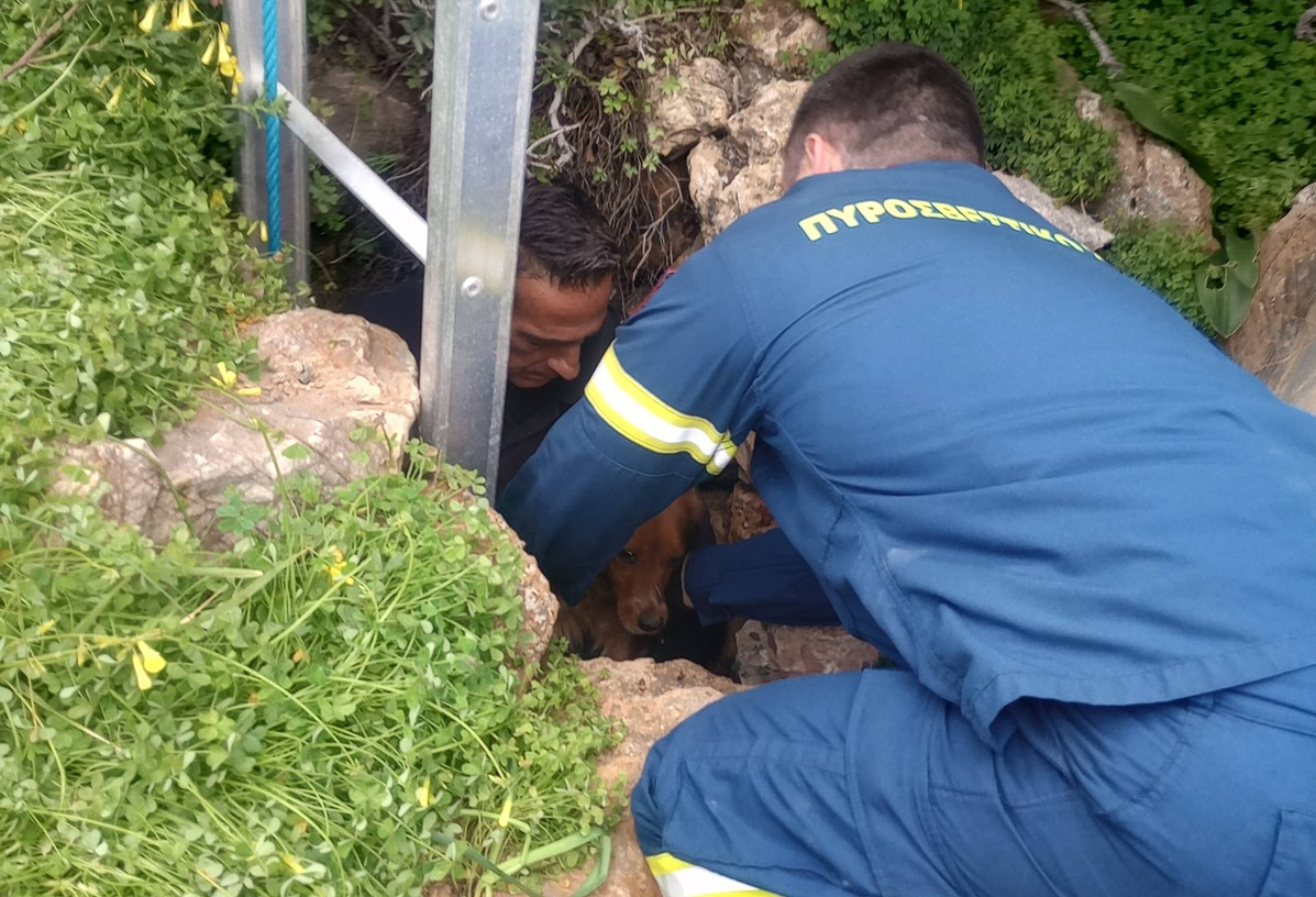 &Pi;&upsilon;&rho;&omicron;&sigma;&beta;έ&sigma;&tau;&epsilon;&sigmaf; &alpha;&pi;&epsilon;&gamma;&kappa;&lambda;ώ&beta;&iota;&sigma;&alpha;&nu; &sigma;&kappa;&upsilon;&lambda;ά&kappa;&iota; &alpha;&pi;ό &pi;&eta;&gamma;ά&delta;&iota; &sigma;&tau;&eta; &Sigma;ύ&rho;&omicron; &ndash; &Tau;&omicron; &alpha;&nu;&alpha;&zeta;&eta;&tau;&omicron;ύ&sigma;&alpha;&nu; 10 &mu;έ&rho;&epsilon;&sigmaf;