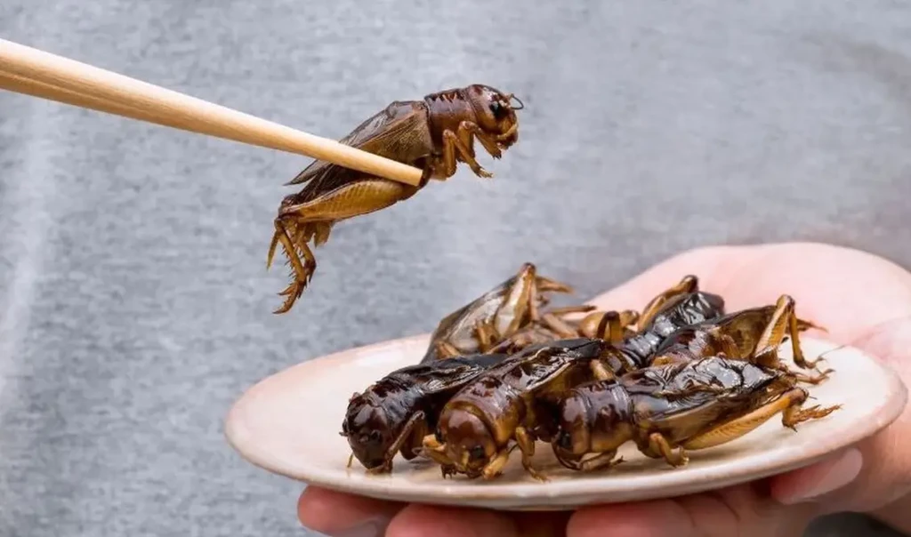 Έντομα στο πιάτο μας: Μπαίνει και η Ελλάδα στη νέα διατροφική αγορά