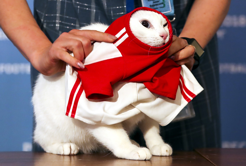 Είναι παράνομο να αφήνεις τη γάτα μόνη όλη μέρα στη Σουηδία; Τι πραγματικά ισχύει