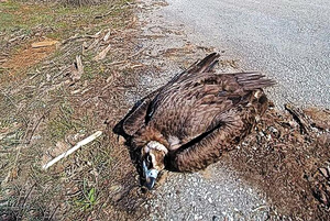 Δαδιά: Από τις στάχτες στη δηλητηρίαση των μαυρόγυπων