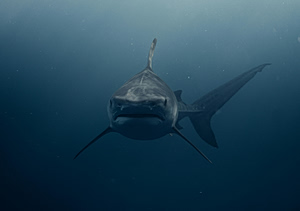 Θετικοί στην κοκαΐνη βρέθηκαν οι… καρχαρίες