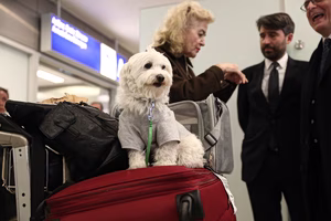 Σκύλος του εαυτού μου γέγονα