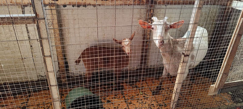 Απίστευτη υπόθεση στους Αμπελόκηπους: Εξέτρεφαν παράνομα κοτόπουλα και κατσίκες σε διαμέρισμα