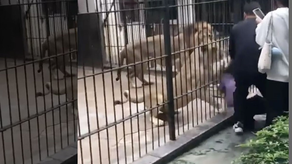 Βίντεο σοκ: 10χρονη τάιζε λιοντάρια σε ζωολογικό κήπο και έπεσε στα δόντια τους