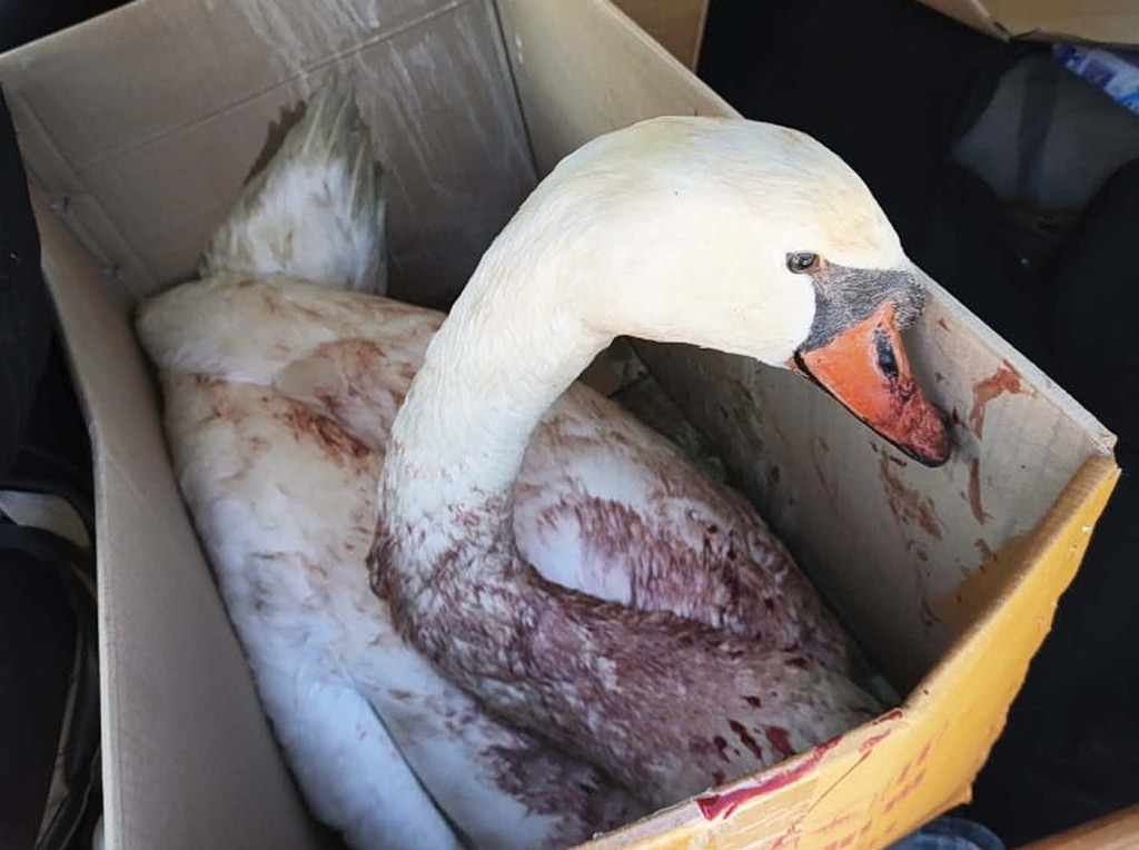 Κτηνωδία στη λιμνοθάλασσα του Αμβρακικού – Άγνωστοι πυροβόλησαν κύκνο