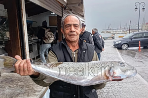 Ανησυχία στους αλιείς προκαλεί γιγάντιος λαγοκέφαλος που πιάστηκε στην Κρήτη