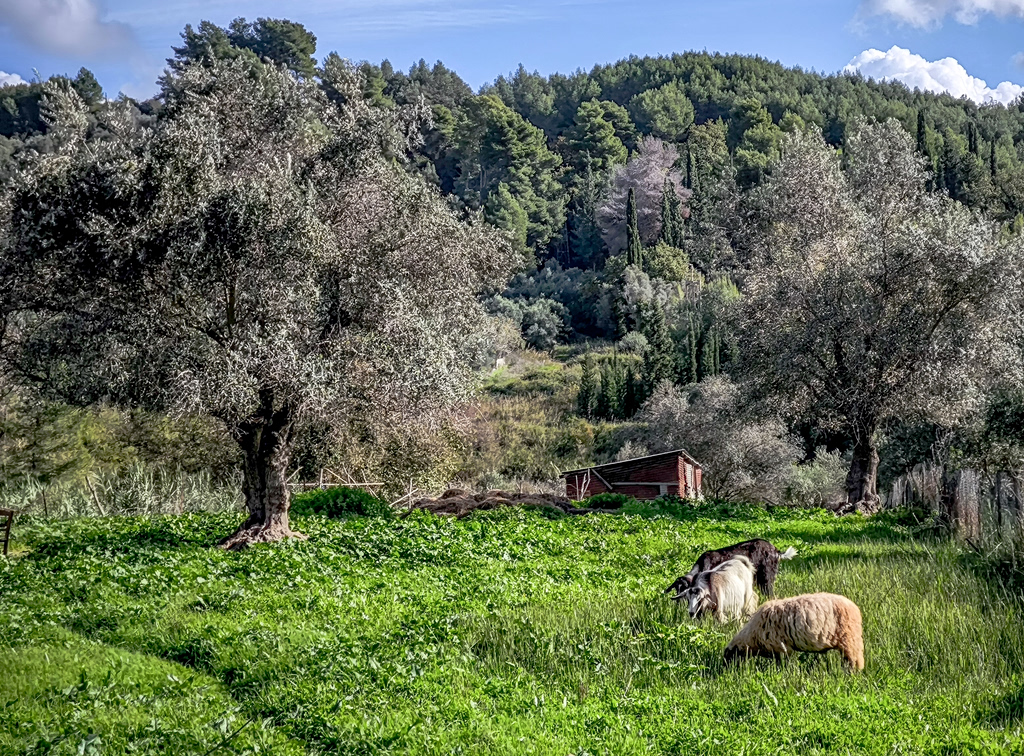 Λέσβος: Θανατώσεις ζώων, απαγορεύσεις σε σφαγές, φρένο στα γαλακτοκομικά