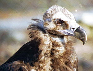 Εθνικό Πάρκο Δαδιάς: Εγκλημα κατά της άγριας ζωής!