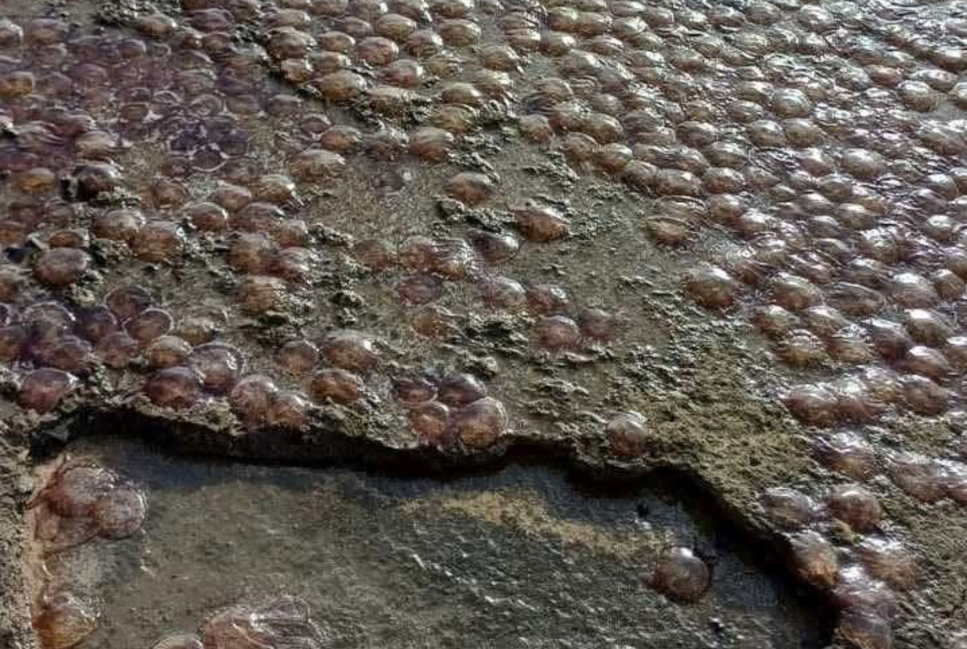 &Gamma;έ&mu;&iota;&sigma;&epsilon; &mu;έ&delta;&omicron;&upsilon;&sigma;&epsilon;&sigmaf; &pi;&alpha;&rho;&alpha;&lambda;ί&alpha; &sigma;&tau;&eta;&nu; &Epsilon;ύ&beta;&omicron;&iota;&alpha; &ndash; &Epsilon;&kappa;&alpha;&tau;&omicron;&nu;&tau;ά&delta;&epsilon;&sigmaf; &xi;&epsilon;&beta;&rho;ά&sigma;&tau;&eta;&kappa;&alpha;&nu; &sigma;&tau;&eta;&nu; &alpha;&kappa;&tau;ή (&phi;&omega;&tau;&omicron;&gamma;&rho;&alpha;&phi;ί&epsilon;&sigmaf;)