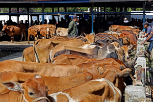 Ιστορικό ρεκόρ στις τιμές του μοσχαριού στην Αργεντινή