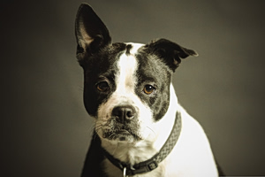 Αρχαιολογική ανατροπή: Οι σκύλοι κηδεύονταν όπως οι άνθρωποι πριν από 15.800 χρόνια