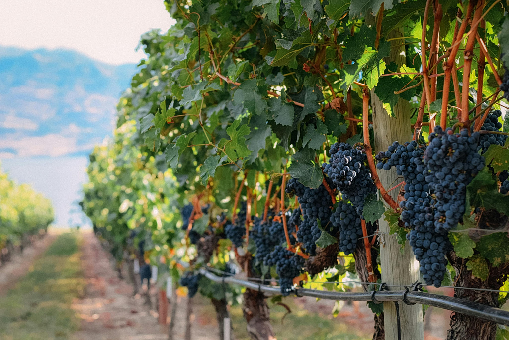 Eλληνικό κρασί: Η τρίτη χαμηλότερη παραγωγή όλων των εποχών – Έρχονται αυξήσεις