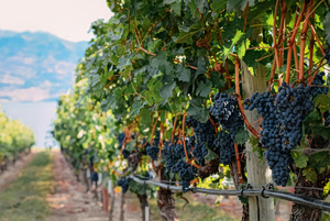 Eλληνικό κρασί: Η τρίτη χαμηλότερη παραγωγή όλων των εποχών – Έρχονται αυξήσεις