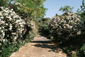 SOS από το Υπουργείο Παιδείας: Απομακρύνετε τις πικροδάφνες από τα σχολεία – “Τοξική απειλή” για τα παιδιά