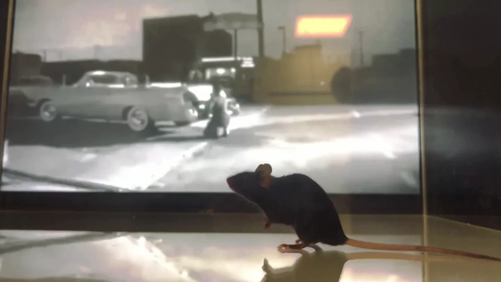 Όσα βλέπουν τα ποντίκια: Αναδημιουργία βίντεο από την εγκεφαλική τους δραστηριότητα