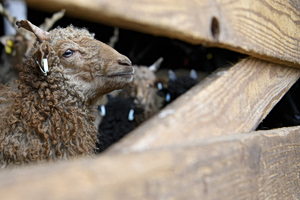 Αποκάλυψη για την μαύρη πανώλη από αρχαίο πρόβατο