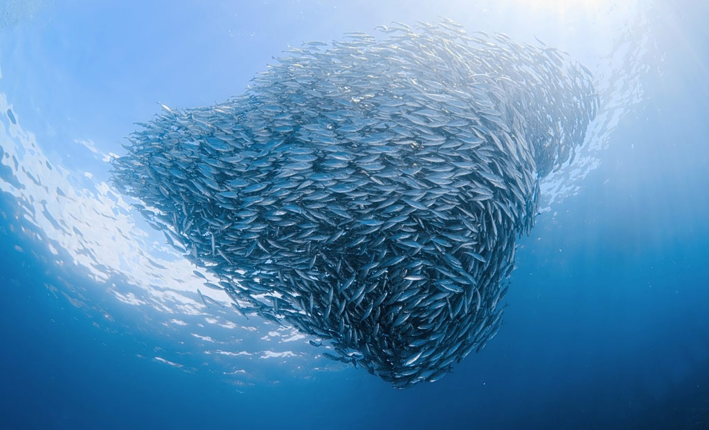 Τα ψάρια μικραίνουν για να προσαρμοστούν στους θερμότερους ωκεανούς