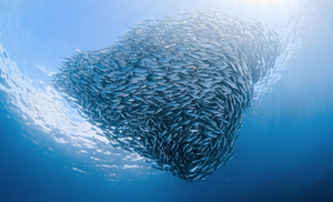 Τα ψάρια μικραίνουν για να προσαρμοστούν στους θερμότερους ωκεανούς