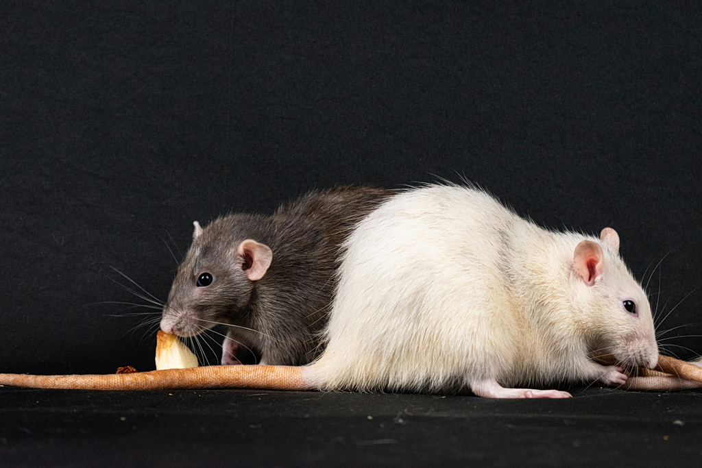 «Καταρρέει» ο μύθος της κλωνοποίησης; – Από το Ντόλι έως το πείραμα των 58 γενεών