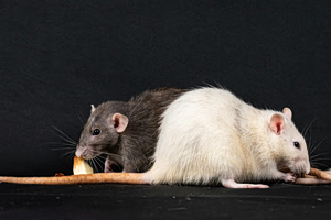 «Καταρρέει» ο μύθος της κλωνοποίησης; – Από το Ντόλι έως το πείραμα των 58 γενεών