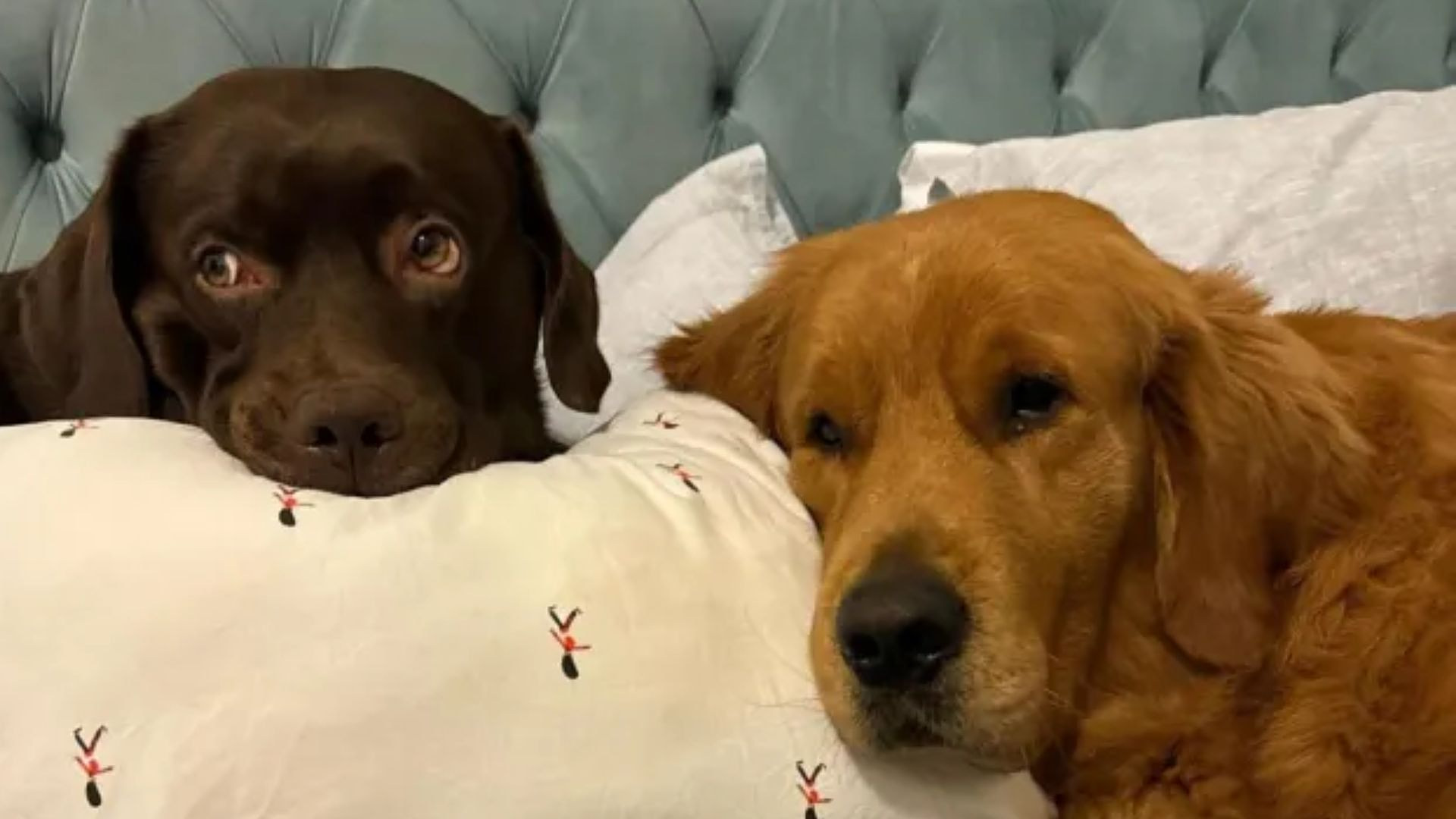 &Pi;&alpha;&nu;&iota;&kappa;ό&sigmaf; &sigma;&tau;&omicron; &Nu;&tau;&omicron;&upsilon;&mu;&pi;ά&iota;: &Epsilon;&gamma;&kappa;&alpha;&tau;&alpha;&lambda;&epsilon;ί&pi;&omicron;&upsilon;&nu; &tau;&alpha; &zeta;ώ&alpha; &tau;&omicron;&upsilon;&sigmaf; &sigma;&tau;&omicron;&nu; &delta;&rho;ό&mu;&omicron; &ndash; &Kappa;ά&pi;&omicron;&iota;&omicron;&iota; &tau;&omicron;&upsilon;&sigmaf; &kappa;ά&nu;&omicron;&upsilon;&nu; &epsilon;&upsilon;&theta;&alpha;&nu;&alpha;&sigma;ί&alpha; &kappa;&alpha;&iota; &phi;&epsilon;ύ&gamma;&omicron;&upsilon;&nu;