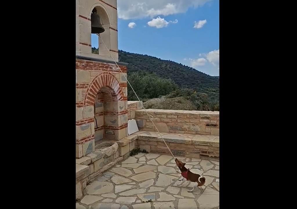 Χαριτωμένος σκυλάκος χτυπά την καμπάνα εκκλησίας σε χωριό της Κρήτης και γίνεται viral (video)
