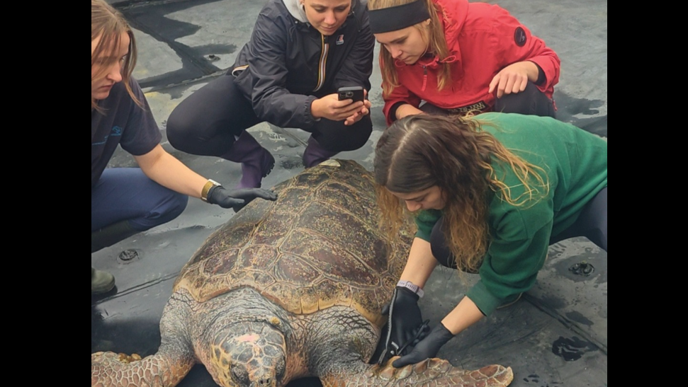 Ένα εντυπωσιακό πλάσμα 105 κιλών ξανά στις θάλασσες – Η δεύτερη ευκαιρία ζωής για τον Έβερεστ