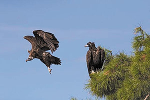 Έβρος: Εννέα μαυρόγυπες νεκροί σε σύνολο 12 δηλητηριασμένων στη Δαδιά