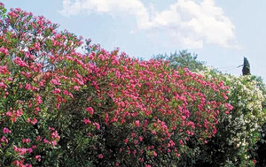 Πικροδάφνη: Τοξικοί κίνδυνοι για τα παιδιά και συστάσεις ΕΟΔΥ για προστασία