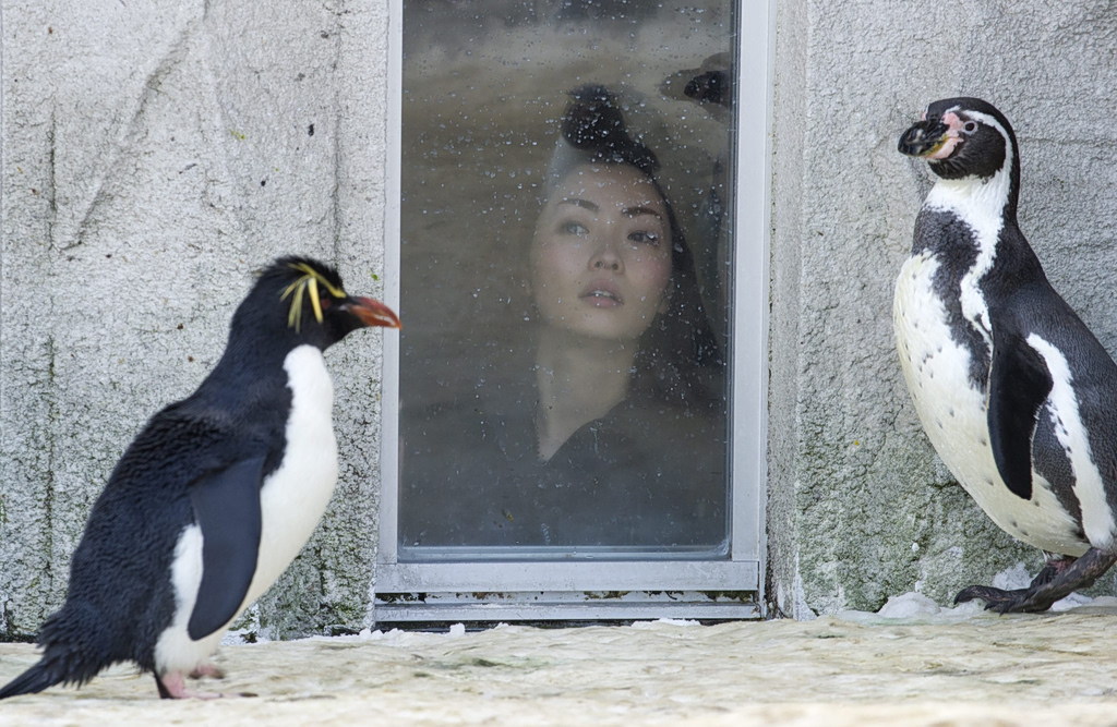 Σοκ στην Ιαπωνία: Πέταξε τη σορό της γυναίκας του στον κλίβανο του ζωολογικού κήπου που εργαζόταν