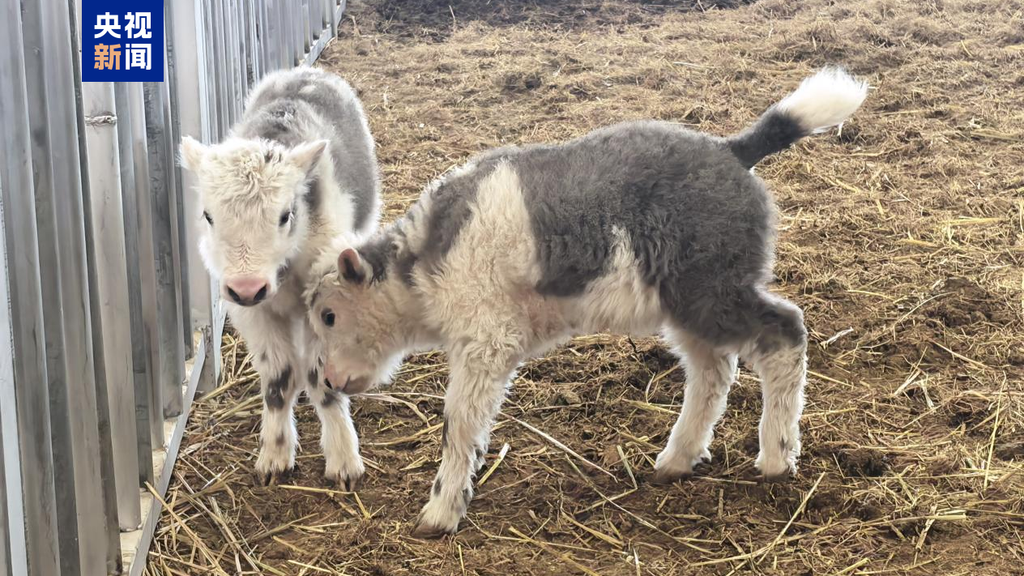 Ορόσημο στη μαζική κλωνοποίηση ζώων: Η Κίνα δημιούργησε 10 γιακ ταυτόχρονα