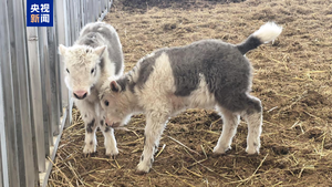 Ορόσημο στη μαζική κλωνοποίηση ζώων: Η Κίνα δημιούργησε 10 γιακ ταυτόχρονα